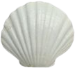 white_seashell emote for Discord