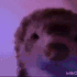 Ferret_Rainbow emote for Discord