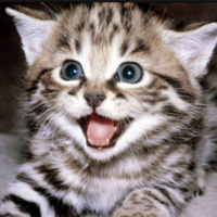 kitty_what emote for Discord