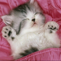 kitty_sleep emote for Discord