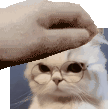 cat_pat emote for Discord