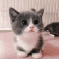 kitty_walk emote for Discord