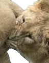 ball_bite emote for Discord