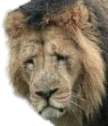 sad_lion emote for Discord