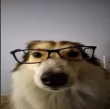 iqdog emote for Discord