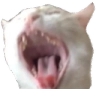 screaming_cat emote for Discord