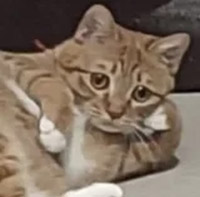 concerned_cat emote for Discord