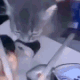 Cat_stealing emote for Discord