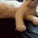 cat_shake emote for Discord