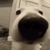 sniff emote for Discord
