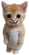 haha emote for Discord