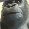 Ayo emote for Discord