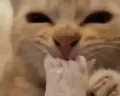 Bussin emote for Discord