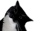 maxwellwtf emote for Discord