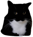 maxwelljudge emote for Discord