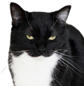 maxwellsquint emote for Discord