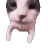 Catkiss emote for Discord