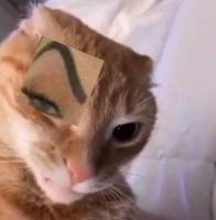gato_ceja_edited2 emote for Discord