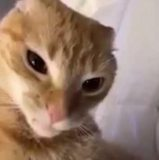 gato_ceja_edited emote for Discord