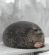 CuteSeal emote for Discord
