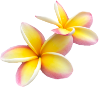 tropic_flower5 emote for Discord