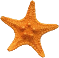 star_fish emote for Discord