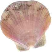 shell_2 emote for Discord
