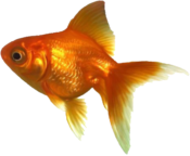 goldfish emote for Discord