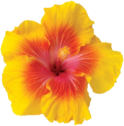 tropic_flower2 emote for Discord