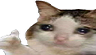 ok emote for Discord