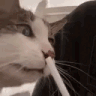 Cat_chomppp emote for Discord