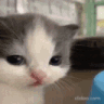cat emote for Discord
