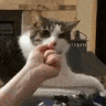 Cat_impressed emote for Discord