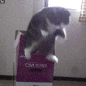 EndlesslyFallingCat emote for Discord