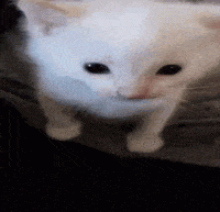 hubert emote for Discord