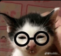 Nerdcat emote for Discord