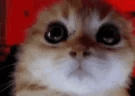 Ragey emote for Discord