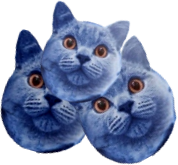 catberries emote for Discord