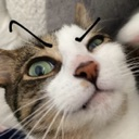 eyebrow_cat_intense emote for Discord