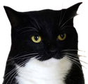 maxwelldisgust emote for Discord