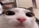 plink emote for Discord
