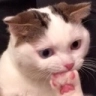 catThink emote for Discord