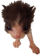 goofy_isaac emote for Discord
