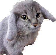 bunny_cat emote for Discord