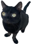 bigfootjinx emote for Discord