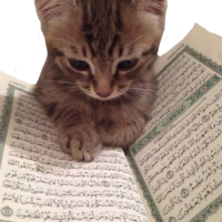quran_cat emote for Discord