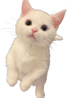 ethan_kitty emote for Discord