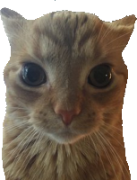 ginger_cat emote for Discord