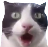 astonished_cat emote for Discord