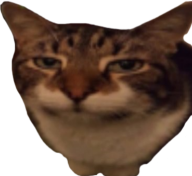 bothered_cat emote for Discord
